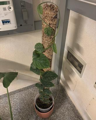 Talee di monstera dubia