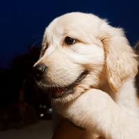 Cuccioli golden retriver