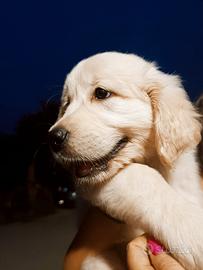 Cuccioli golden retriver