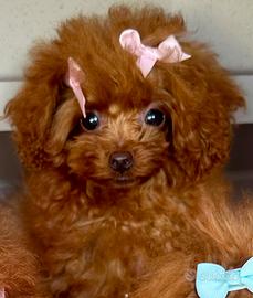 ? Barboncina pochét-Teacup 5 mesi ?