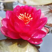 Ninfea rustica MANEE RED