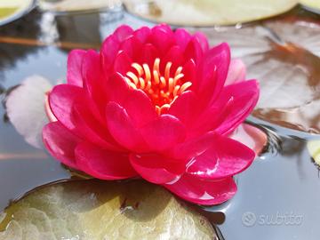 Ninfea rustica MANEE RED