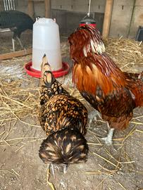 Galline padovane