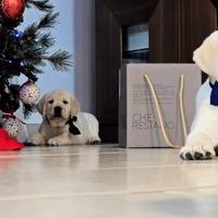 Cuccioli di labrador con pedigree