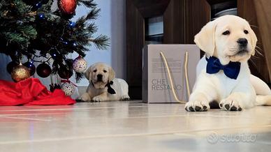 Cuccioli di labrador con pedigree