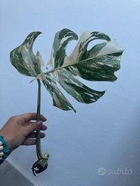 Talea monstera albovariegata