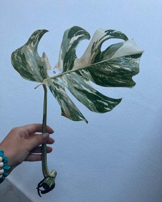 Talea monstera albovariegata