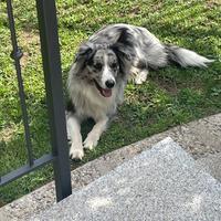 Border collie con pedigree per mo