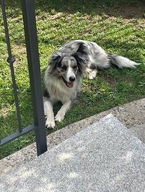 Border collie con pedigree per mo