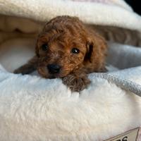 Barboncino mini mini Toy femmina due mesi