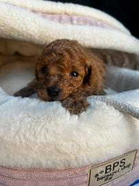 Barboncino mini mini Toy femmina due mesi