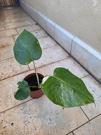monstera deliciosa albovariegata