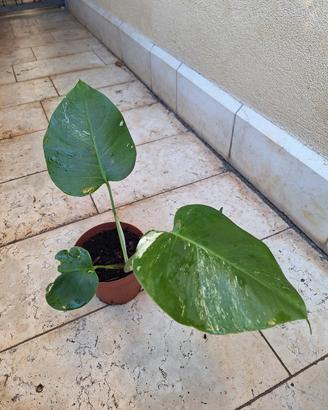 monstera deliciosa albovariegata