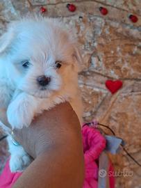 maltese  pedigre enci dna depositato