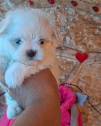 maltese  pedigre enci dna depositato