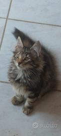 gattini