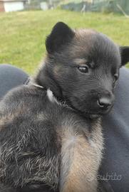 Cuccioli pastori belga malinois