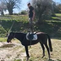 Cavalla purosangue inglese per passeggiate