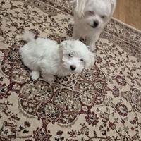 Maschio e femmina cucioli di bichon maltese