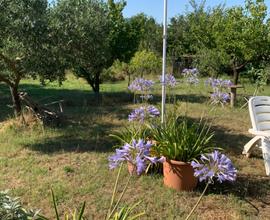 Terreno agricolo zona Padula