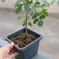 Pre Bonsai Frassino