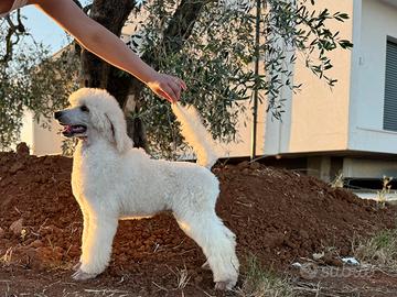 Cucciolo di barbone grande mole
