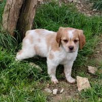 Breton maschio pedigree enci