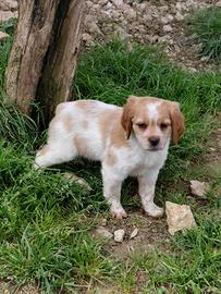 Breton maschio pedigree enci