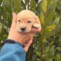 Cuccioli di Golden Retriever