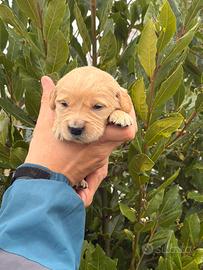 Cuccioli di Golden Retriever