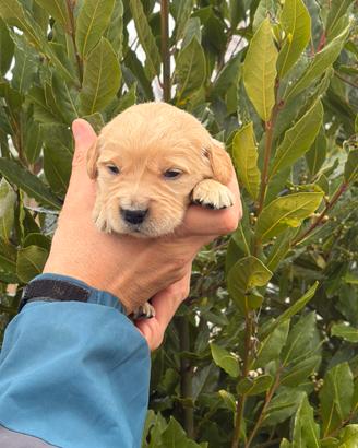 Cuccioli di Golden Retriever