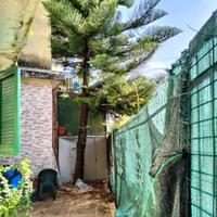 Araucaria 15 metri altezza