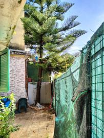 Araucaria 15 metri altezza