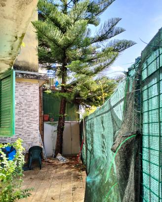 Araucaria 15 metri altezza