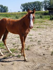 Puledra appaloosa