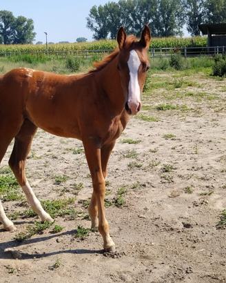Puledra appaloosa