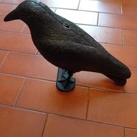 corvo scaccia piccioni