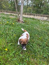 Maschietti jack Russell