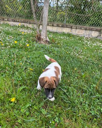 Maschietti jack Russell