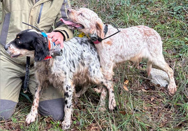 Setter tutta caccia