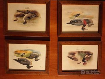 N. 4 stampe classiche con cornice di legno