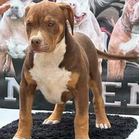 American bully XL
