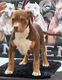 American bully XL