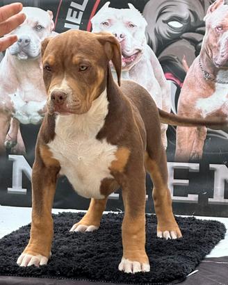 American bully XL