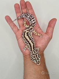 Geco leopardino