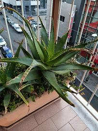 Pianta aloe vera