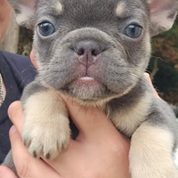 Bulldog grigi maschio e femmina