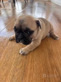 Bulldog francese