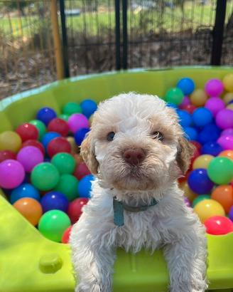 Cuccioli Lagotto Romagnolo con pedigree