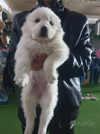 Cuccioli di pastore maremmano abruzzese